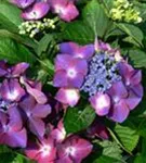 Blüten Hydrangea macrophylla 'Kardinal' violet