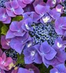 Nahaufnahme Hydrangea macrophylla 'Kardinal' violet