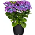 Artikelbild Hydrangea macrophylla 'Kardinal' violett