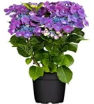 Artikelbild Hydrangea macrophylla 'Kardinal' violet