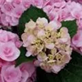 Rosa Blüten Hydrangea macrophylla 'Love'