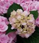 Rosa Blüten Hydrangea macrophylla 'Love'