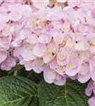 Helle Blüten Hydrangea macrophylla 'Love'