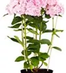 Artikelbild Hydrangea macrophylla 'Love'