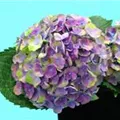 Blütenball Hydrangea macrophylla 'Magical Amethyst'® blau