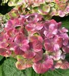 Blüten rosa Hydrangea macrophylla 'Magical Amethyst'® blau