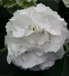 Weiße Blüten Bauernhortensie 'Magical Anouk'