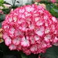 Blüten pink Hydrangea macrophylla 'Magical Colourdream'® rosa