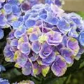 Blüten blau Hydrangea macrophylla 'Magical Coral'® blau