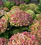 Blüten hell Hydrangea macrophylla 'Magical Coral'® blau