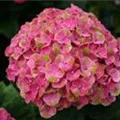 Pinker Blütenball Hydrangea macrophylla 'Magical Coral'® rosa