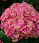 Pinker Blütenball Hydrangea macrophylla 'Magical Coral'® rosa