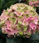 Blütenball Hydrangea macrophylla 'Magical Daydream'®