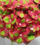 Nahaufnahme Blüten Bauernhortensie 'Magical Greenfire'®