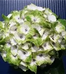 Helle Blüten Hydrangea macrophylla 'Magical Noblesse'®