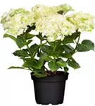 Artikelbild Hydrangea macrophylla 'Magical Noblesse'®