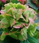 Blüten Hydrangea macrophylla 'Magical Noblesse'®