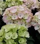 Blüten Hydrangea macrophylla 'Magical Pacific'®