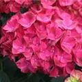 Pinker Blütenball Hydrangea macrophylla 'Magical Pink Ruby' ®