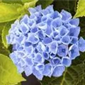 Blütenball blau Hydrangea macrophylla 'Magical Revolution'® blau