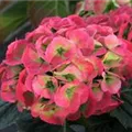 Pinke Blüten Hydrangea macrophylla 'Magical Snowdome'®