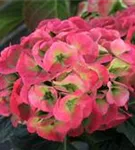 Pinke Blüten Hydrangea macrophylla 'Magical Snowdome'®