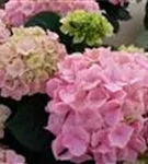 Blüten Hydrangea macrophylla 'Pink Sensation'