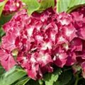 Blüten Hydrangea macrophylla 'Royal Red'®