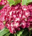 Blüten Hydrangea macrophylla 'Royal Red'®