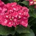 Blüten Hydrangea macrophylla 'Speedy Red'