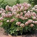 Fernaufnahme Hortensie 'Munchkin'