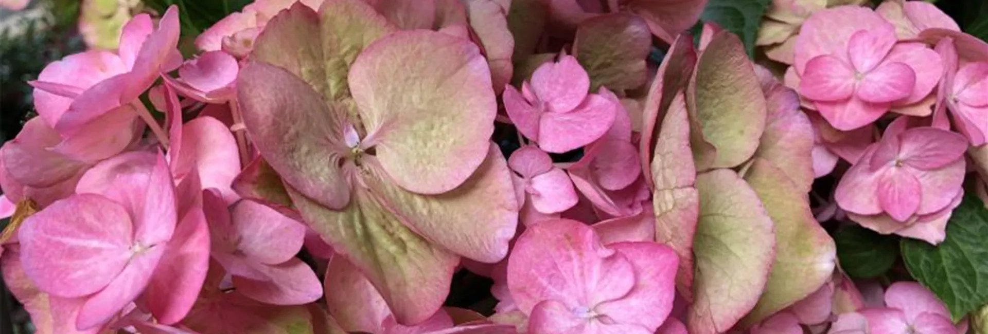 Hydrangea SAXON® 'Gräfin Cosel'