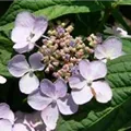 Blüten Gartenhortensie 'Bluebird'