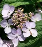 Blüten Gartenhortensie 'Bluebird'