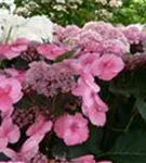 Pinke Blüten Buschhortensie 'Cotton Candy'®