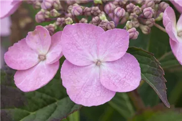 Kleinwüchs.Gartenhortensie 'Koreana' - Hydrangea serrata 'Koreana' Kleinwüchs.Gartenhortensie 'Koreana' - Hydrangea serrata 'Koreana'