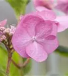 Blüte Gartenhortensie 'Santiago'