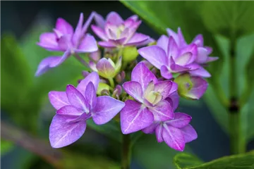 Tellerhortensie You & Me® 'Romance' blau - Hydrangea You & Me® 'Romance' blau Tellerhortensie You & Me® 'Romance' blau - Hydrangea You & Me® 'Romance' blau