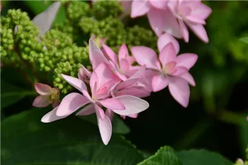 Tellerhortensie You & Me® 'Romance' rosa - Hydrangea You & Me® 'Romance' rosa Tellerhortensie You & Me® 'Romance' rosa - Hydrangea You & Me® 'Romance' rosa