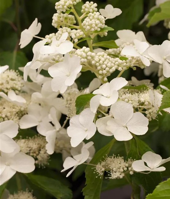 Weiße Hydrangea paniculata in Nahaufnahme