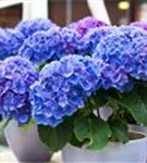 Gartenhortensie 'Early Blue' im Topf