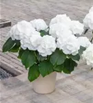 Hydrangea macrophylla 'Schneeball'® im Topf