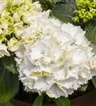 Helle Blüten Hydrangea macrophylla 'Schneeball'®