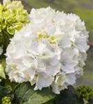 Heller Blütenball Hydrangea macrophylla 'Schneeball'®