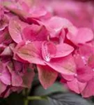 Nahaufnahme pinke Blüte Gartenhortensie 'Green Shadow'