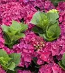 Hydrangea macrophylla 'Hot Red'®