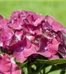 Blüten Hydrangea macrophylla 'Hot Red'®