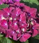 Roter Blütenball Hydrangea macrophylla 'Hot Red'®