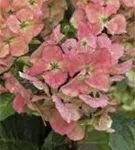 Helle Blüten Hydrangea macrophylla 'Hot Red'®