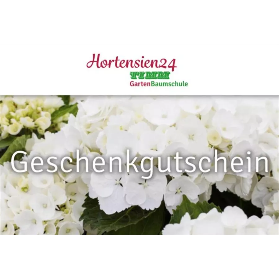 Gutschein mit hellen Hortensien